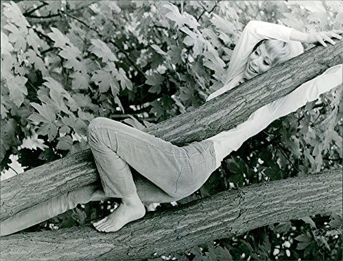 Реколта снимка Мирей Darke, виси на клон на дърво.