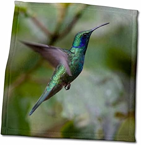3рОзно-зелена колибри с лилави ушите си. Monteverde. Коста Рика. Централна. - Кърпи (twl-206797-3)
