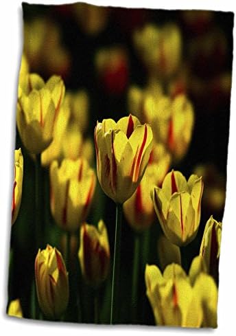 3. Жълти цветя лалета, окъпани в слънчева светлина, на тъмно зелен фон - Кърпи (twl-265558-3)